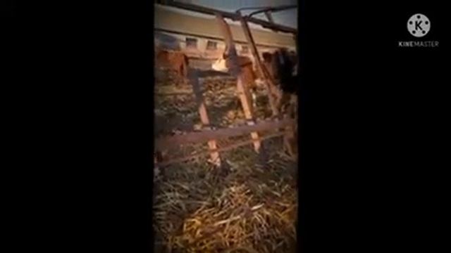 Как растет хлеб смотреть онлайн