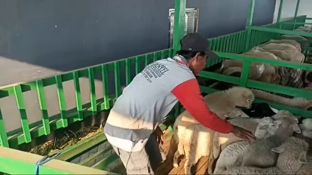 REVIEW HARGA DOMBA MERINO, TEXEL DAN DORPER DI KANDANG JAPPA FARM KERTOSONO (JFK) смотреть онлайн