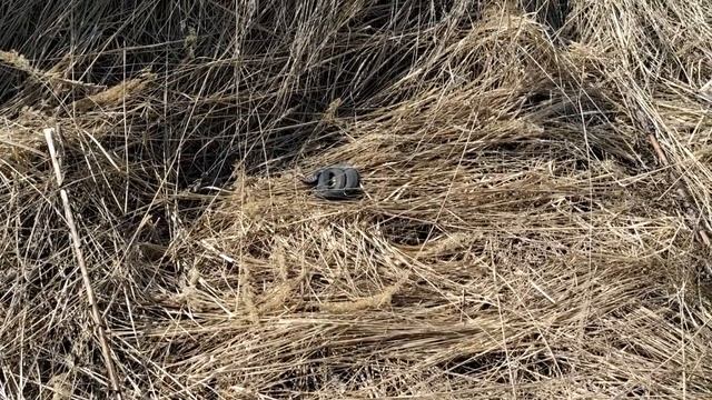 ЧЕРНАЯ ГАДЮКА В ТРАВЕ! смотреть онлайн