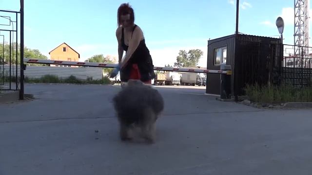Школа дрессировки "Best Friend", Новосибирск. смотреть онлайн