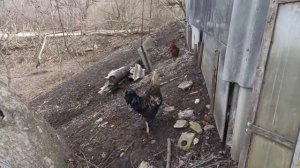 Крольчиха начала рвать пух, подготовка к окролу