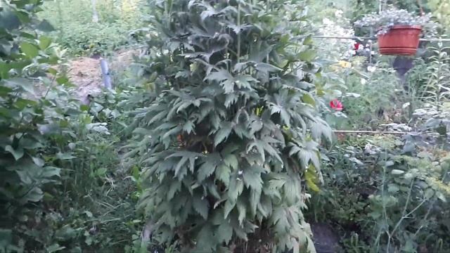 Гортензии и дельфиниум из семян в моем саду. смотреть онлайн