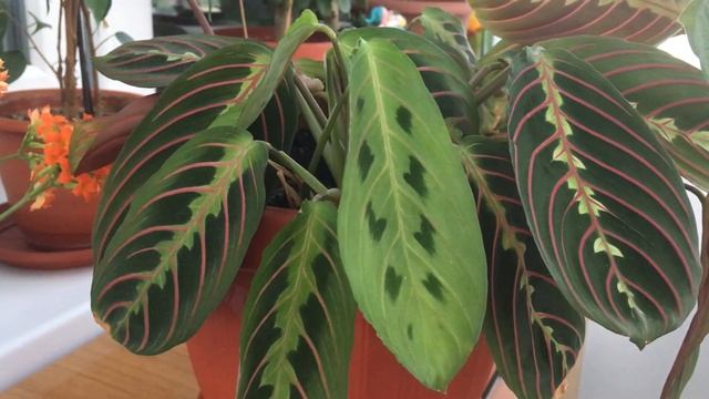 Мои комнатные цветы .Маранта. смотреть онлайн