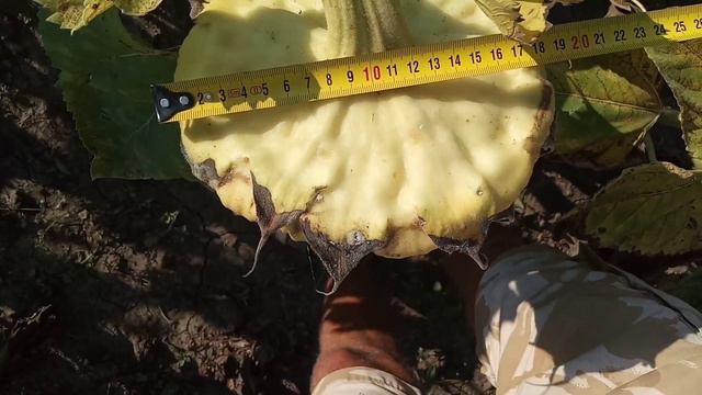 7.08.20. ЛИМАГРЕЙН LG 59580 2 недели до уборки! смотреть онлайн