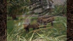 Антон Макарский.  БЕЛОВЕЖСКАЯ ПУЩА.