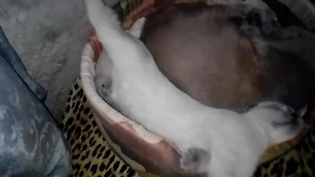 Лиловый скоттиш страйт папа и сын блюпоинт скоттишфолд спят в лукошке смотреть онлайн