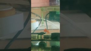 Лечение болезни гуппи.