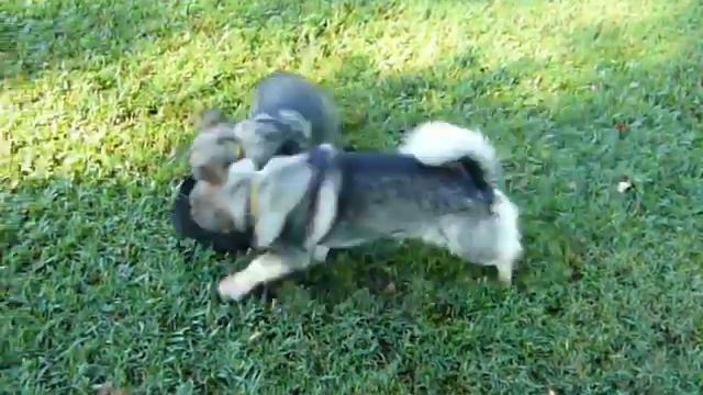 Swedish Vallhunds, Bunty and Badger at play. смотреть онлайн