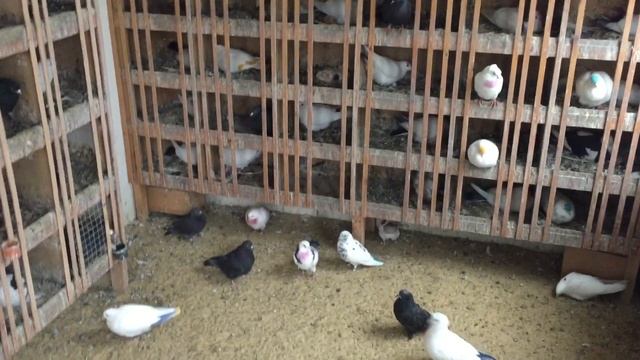 #Pigeons.Как и для чего у молодой голубки первые яйца убирают.