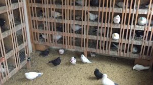 #Pigeons.Как и для чего у молодой голубки первые яйца убирают.