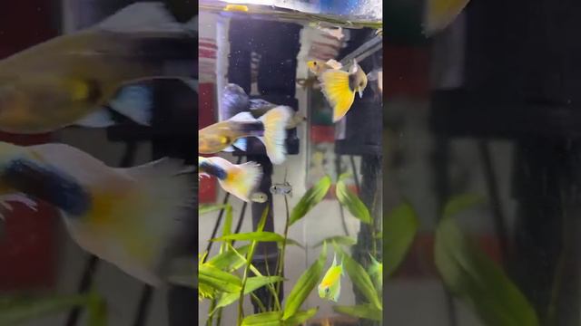Koi fish, koki fish, ornamental fish, freshwater fish, sea animals, lobster, shark смотреть онлайн