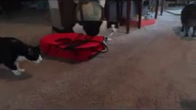 Чучело рыси и пугливые коты смотреть онлайн