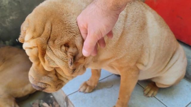 Девочка собака Мася, собака породы шарпей! Породистые собаки балуются! смотреть онлайн