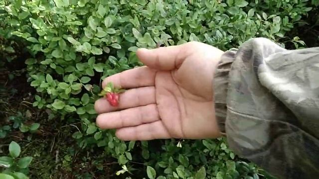 Брусника поспевает. Через пару недель за урожаем! смотреть онлайн