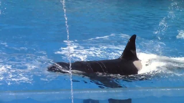 One Ocean (Full Show) at SeaWorld San Diego on 6-24-16 смотреть онлайн