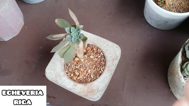 || ECHEVERIA RIGA ||
