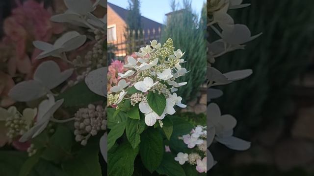Метельчатая гортензия Magical Fire #hydrangea#paniculata#garden#flowers#flowers