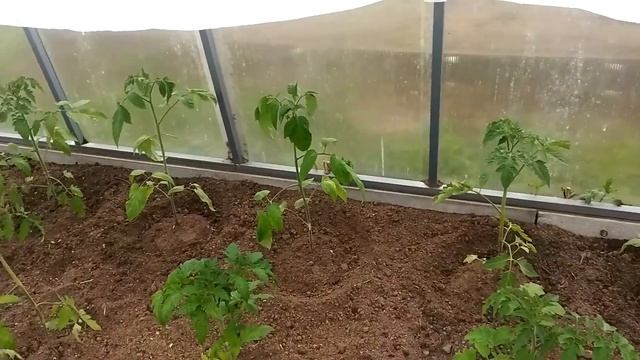 Про корневой полив (продолжение), компост, мульчу, рассаду.