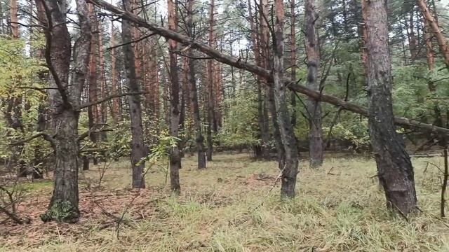 31 октября праздник ДЕНЬ СВЯТОГО ЛУКИ. ЛУКОВ ДЕНЬ.ЧТО МОЖНО И НЕЛЬЗЯ ДЕЛАТЬ.народные приметы смотреть онлайн