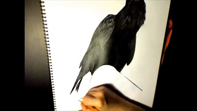 Drawing Timelapse Raven - AngryMushroomDoodles смотреть онлайн
