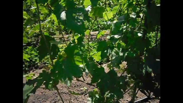Обзор виноградника от годовалых до многолетних кустов смотреть онлайн