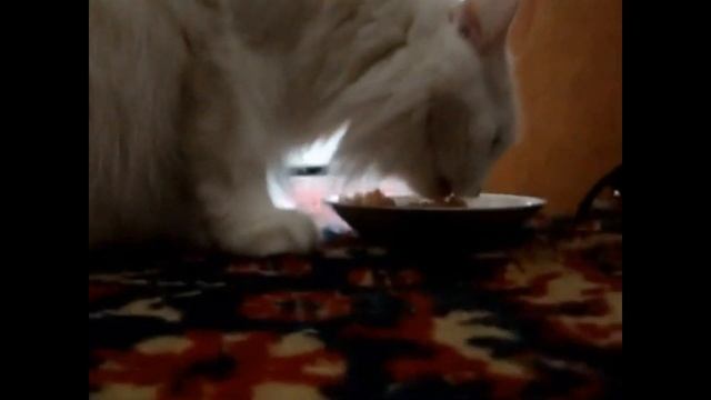 19.09.2023г. 09:02:26...09:18:56. Готовлю Симе кушать, она просит. Покушала и легла под...гладить. смотреть онлайн