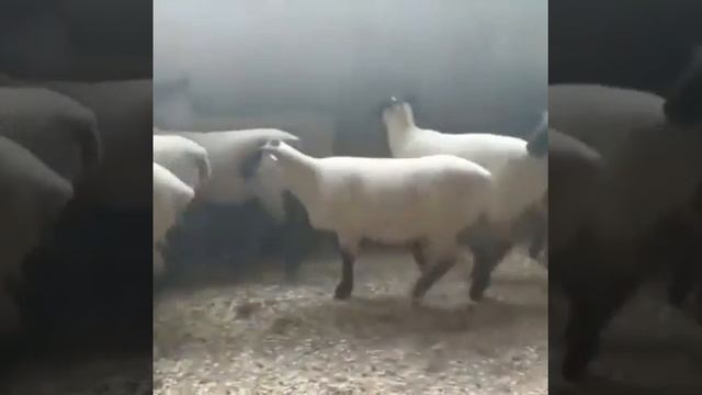 Суффолк 100 %. Овцы нашего партнёра. смотреть онлайн