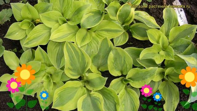 Хоста гибридная Мун Сплит. Краткий обзор, описание характеристик hosta hybridum Moon Split смотреть онлайн