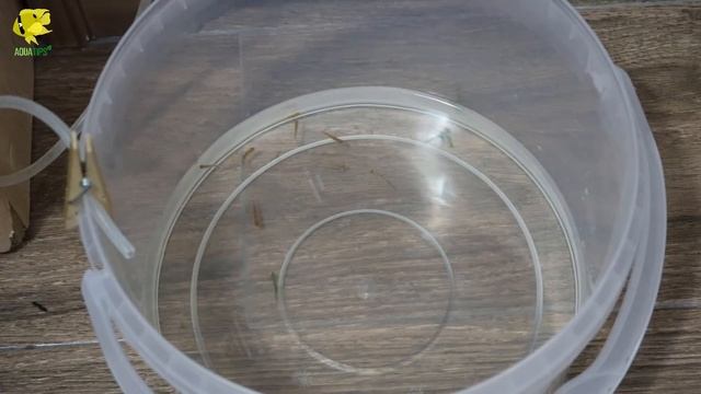 Rasbora Brigittae: PECES IDEALES para ACUARIOS PEQUEÑOS || AquaTips смотреть онлайн