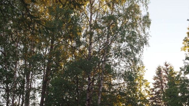 Все кадры на автофокусе GH5S 12-35 2.8. Тест фокусировки/Прогулка в парке университета смотреть онлайн