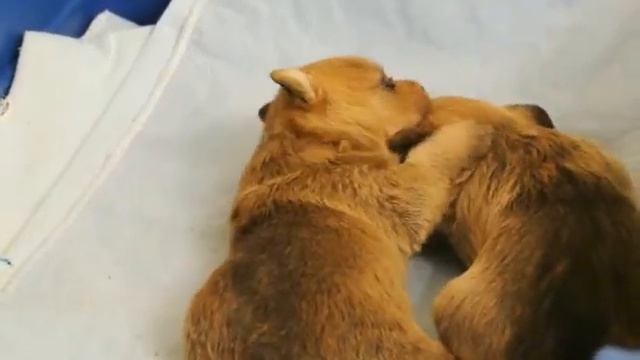 Falcao Portuguese Podengo Pequeno Puppies - J litter at 3 weeks смотреть онлайн
