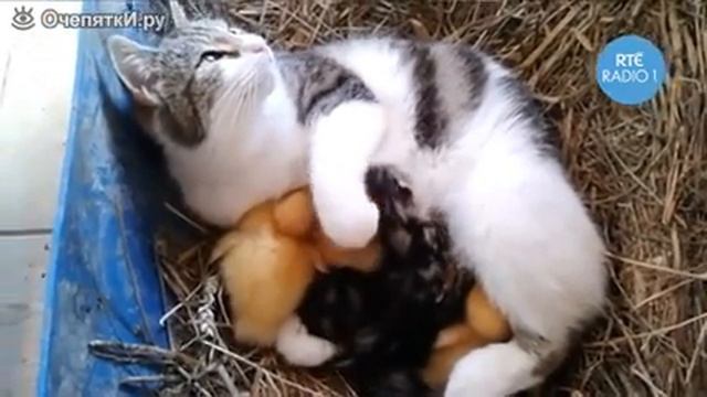 Кошка приняла утят смотреть онлайн