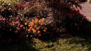 Суздаль. Васильевский монастырь