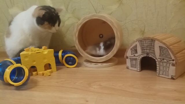 Съест ли кошка хомяка??? смотреть онлайн