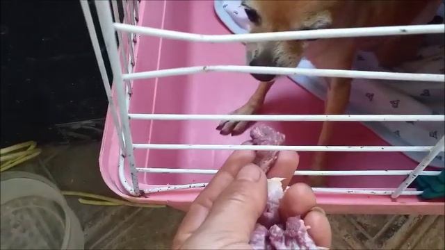 Черныш не ест свежее мясо, а предпочитает хрумкать куриные спинки смотреть онлайн