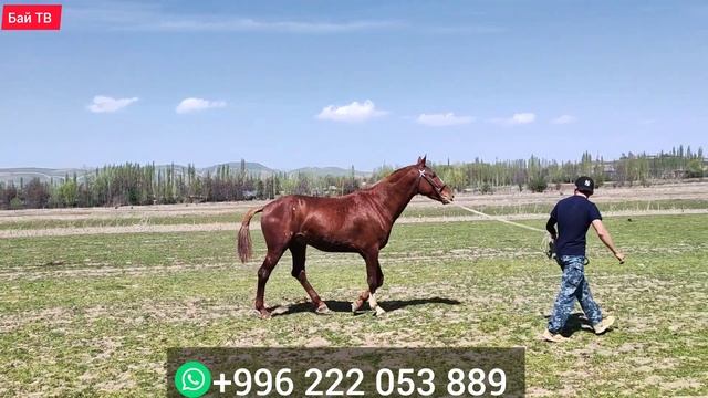 ЖҮРӨК ООРУТА ТУРГАН ( КАРТИНКА АТ) ? #байтв смотреть онлайн