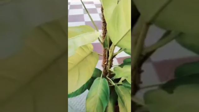 PHILODENDRON MALAY GOLD #philodendron#myplants#plant #philodendronplant смотреть онлайн