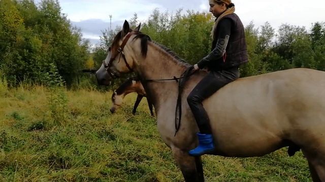 Обучение Дарчи. 37 выпуск. Ложится по команде и планы на тренировки