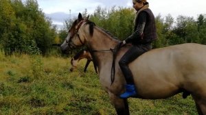 Обучение Дарчи. 37 выпуск. Ложится по команде и планы на тренировки