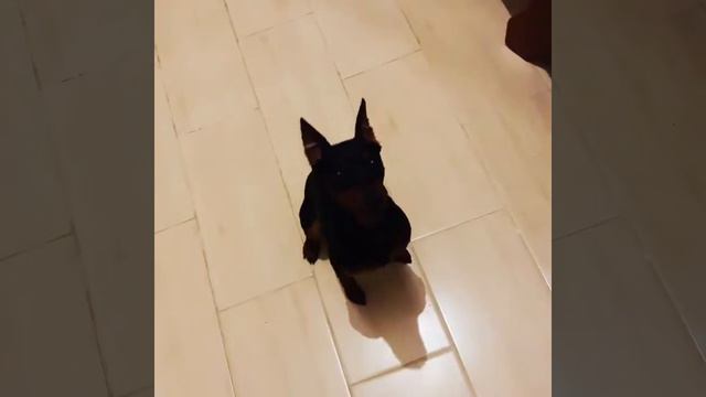 Цвергпинчер Ганс смотреть онлайн