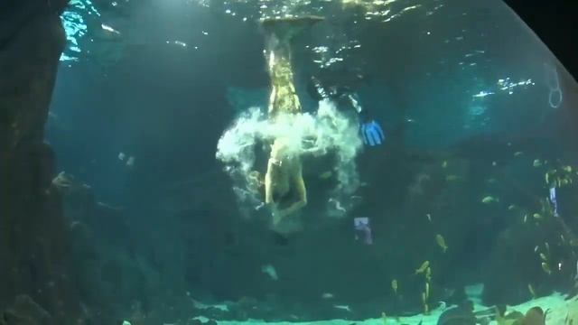 Океанариум в Адлере, Сочи. Смотреть до Конца!!! смотреть онлайн