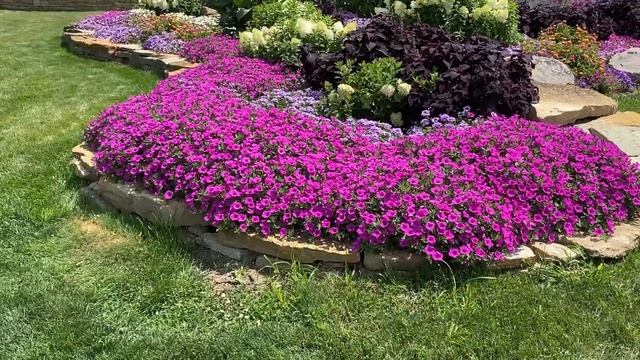 Supertunia Vista Jazzberry Petunia смотреть онлайн