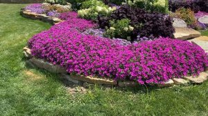 Supertunia Vista Jazzberry Petunia