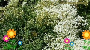 Очиток белый Хлоротикум. Краткий обзор, описание характеристик sedum album Chloroticum