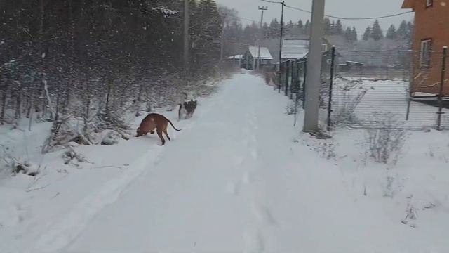 пошли гулять в зимний лес! смотреть онлайн