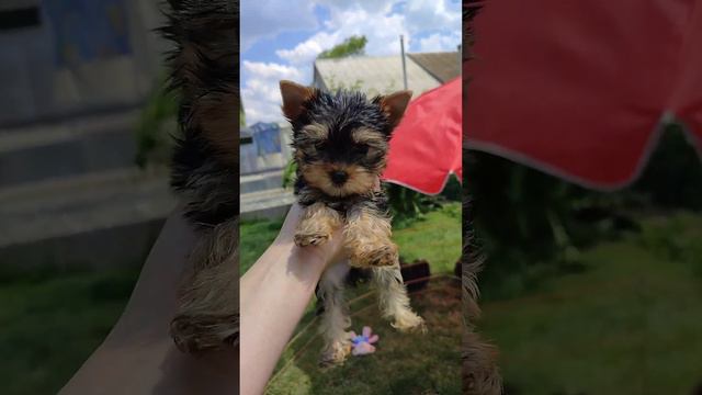 Продажа😃Питомник Йорк & Шпиц.Elite Pets,Крым, Евпатория 🌞+79788972514 Доставка возможна 🥰 смотреть онлайн