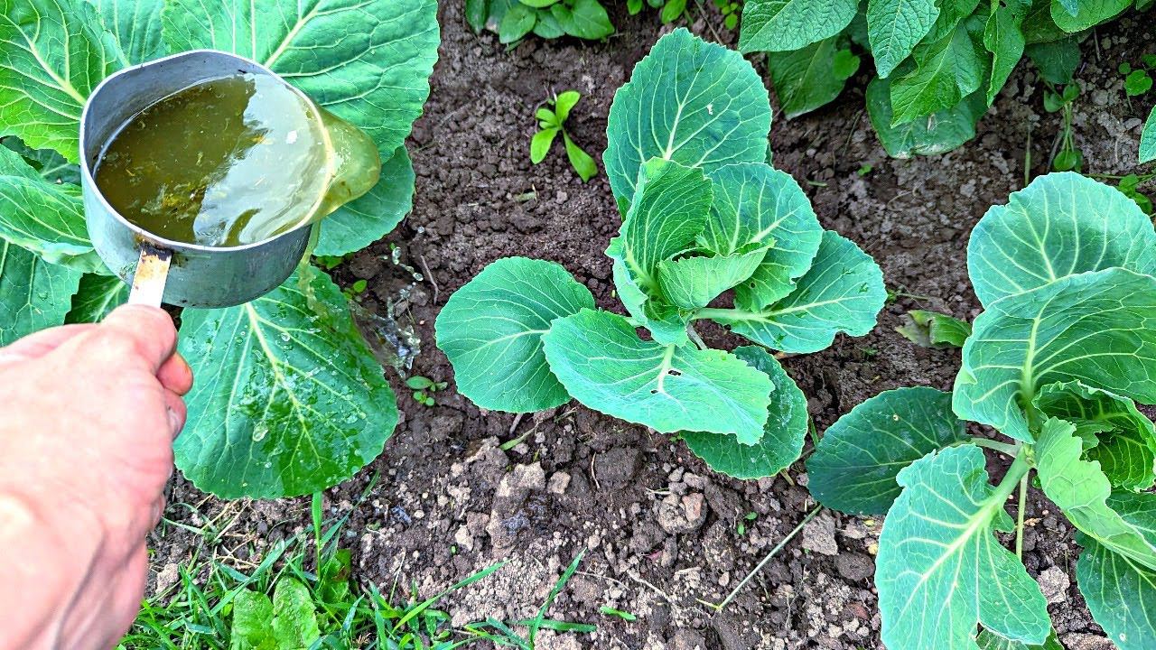 Чем подкормить капусту в июне июле чтобы быстро начала формировать плотный кочан?! смотреть онлайн