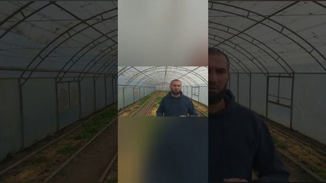 Томат розовый 