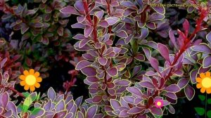 Барбарис тунберга Голден Ринг. Краткий обзор, описание характеристик berberis thunbergii Golden Rin