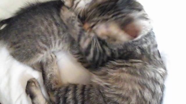 ВАСИЛИСА ПРЕКРАСНАЯ И БЕЛОЧКА БАРБИ(3) смотреть онлайн